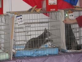 Выставка кошек Felis