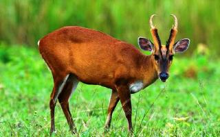 wild animals found in kerala (india)