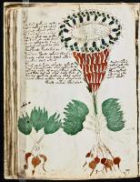 Voynich Manuscript pages 41 through 50
