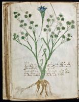 Voynich Manuscript pages 65 through 80 (many missing pages in book)