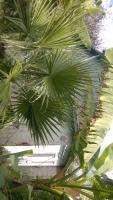 пальмы