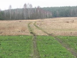 2020-02-22_Литовский лес