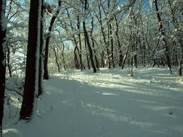 my forest winter