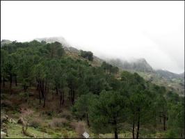 195 Горы Андалусии: Parque Natural de la Sierra de Grazalema