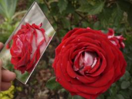зеркала с розами