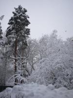 Снегопад 13 февраля 2019 в парке Сосенки.Москва