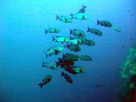 2004-11-13, Scuba Diving, Philippines, Cebu