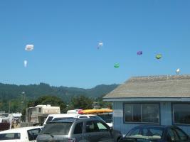kites 2
