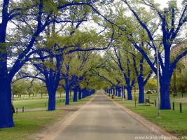 Blue Trees (12)