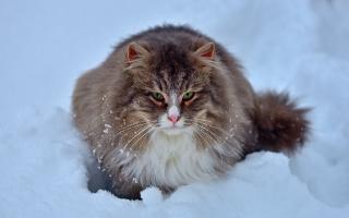Рыжик,  Кузька, Мурзик,  котята. © lesnoybrodyaga