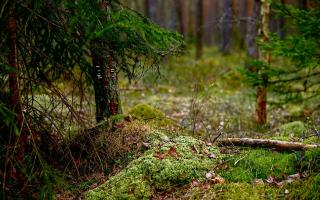 Лес © lesnoybrodyaga