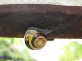 Snails and other insects